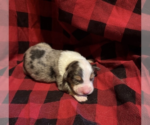 Medium Photo #3 Australian Shepherd Puppy For Sale in EUSTIS, FL, USA