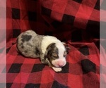 Small #2 Australian Shepherd
