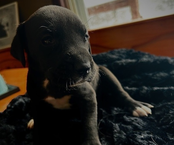 Medium Photo #1 Great Dane Puppy For Sale in DUSHORE, PA, USA