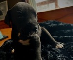 Puppy Shelby Great Dane