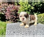 Puppy 2 Shih Tzu