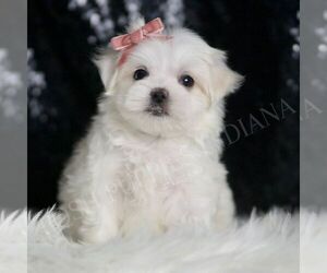 Maltese Puppy for sale in WARSAW, IN, USA