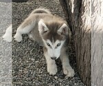 Small Photo #4 Siberian Husky Puppy For Sale in TUCSON, AZ, USA