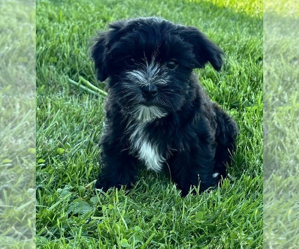 Medium Photo #2 Morkie Puppy For Sale in ROCK STREAM, NY, USA