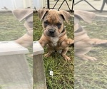 Small #1 American Bully