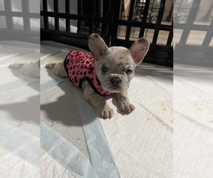 Medium French Bulldog