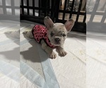 Puppy Conchita French Bulldog