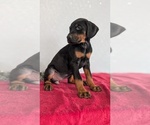 Small Photo #68 Doberman Pinscher Puppy For Sale in GOSHEN, IN, USA