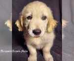 Puppy AKC Brown Golden Retriever