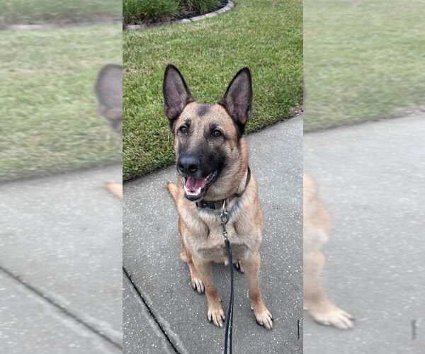 Medium Photo #1 German Shepherd Dog-Unknown Mix Puppy For Sale in Imlay City, MI, USA