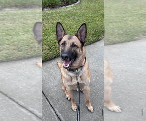 German Shepherd Dog-Unknown Mix Dogs for adoption in Imlay City, MI, USA