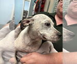 Small #1 American Pit Bull Terrier Mix