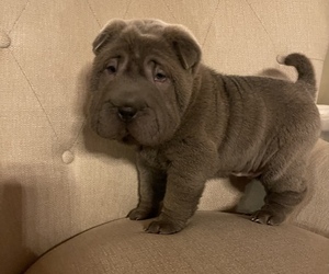 Chinese Shar-Pei Puppy for sale in CARDINGTON, OH, USA