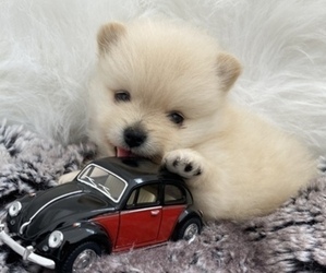 Pomeranian Puppy for sale in BEULAVILLE, NC, USA