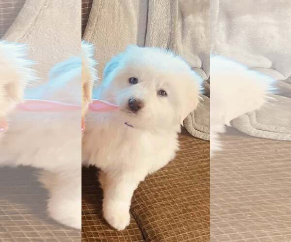 Medium Photo #3 Great Pyrenees Puppy For Sale in Bountiful, UT, USA
