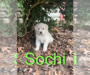 Newfoundland-Samoyed Mix Puppy for sale in ODENTON, MD, USA