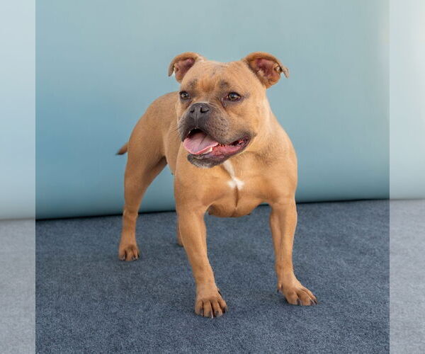 Medium Photo #2 Bulldog Puppy For Sale in Pasadena, CA, USA