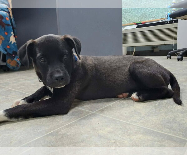 Medium Photo #4 Labrador Retriever-Unknown Mix Puppy For Sale in Rustburg, VA, USA