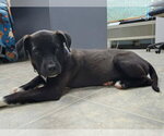 Small #3 Labrador Retriever Mix