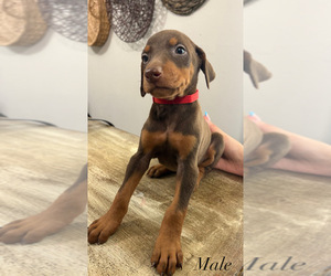 Doberman Pinscher Puppy for sale in MERCED, CA, USA