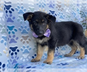 German Shepherd Dog Puppy for sale in LANCASTER, PA, USA