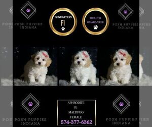 Maltipoo Puppy for sale in WARSAW, IN, USA