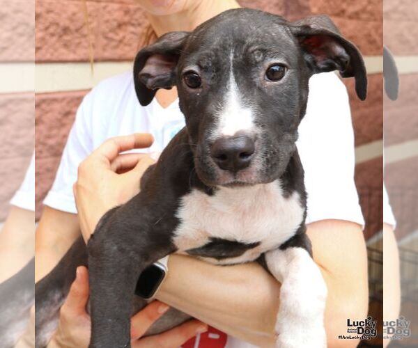 Medium Photo #3 Mutt Puppy For Sale in Washington, DC, USA