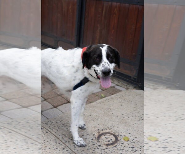 Medium Photo #2 Border Point Puppy For Sale in Oakhurst, NJ, USA