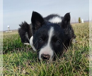 Medium Border Collie