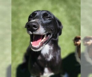 Beagle-Chihuahua Mix Dogs for adoption in Godfrey, IL, USA