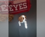Small Photo #22 Cavalier King Charles Spaniel Puppy For Sale in HOWLAND, OH, USA