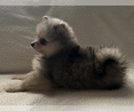 Small #2 Pomeranian
