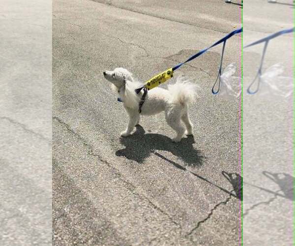 Medium Photo #8 Bichon Frise Puppy For Sale in Plantation, FL, USA