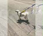 Small #7 Bichon Frise