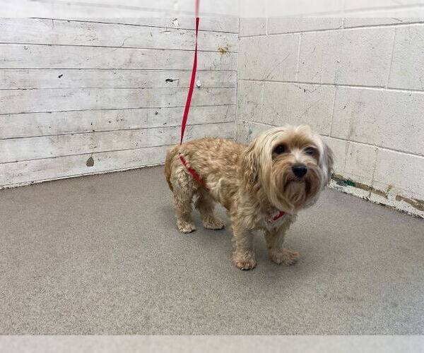 Medium Photo #1 Mutt Puppy For Sale in San Bernardino, CA, USA