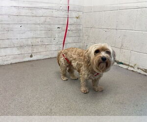 Mutt Dogs for adoption in San Bernardino, CA, USA