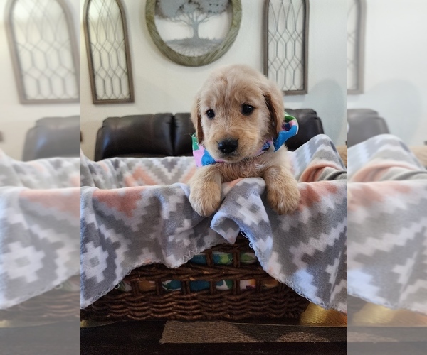 Medium Photo #8 Golden Retriever Puppy For Sale in BURKBURNETT, TX, USA