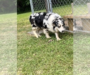 Mother of the Australian Shepherd puppies born on 05/04/2025