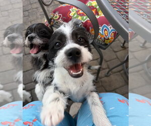 Shih Tzu-Unknown Mix Dogs for adoption in Mooresville, NC, USA