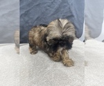 Small Photo #33 Shih Tzu Puppy For Sale in SAINT AUGUSTINE, FL, USA
