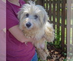 Small #2 Australian Shepherd Mix
