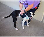 Small #1 Border Collie Mix