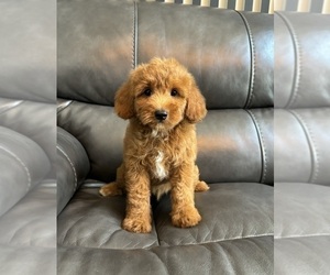 Goldendoodle (Miniature) Puppy for sale in FRANKLIN, IN, USA