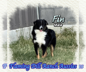 Miniature Australian Shepherd Puppy for sale in FORESTBURG, TX, USA