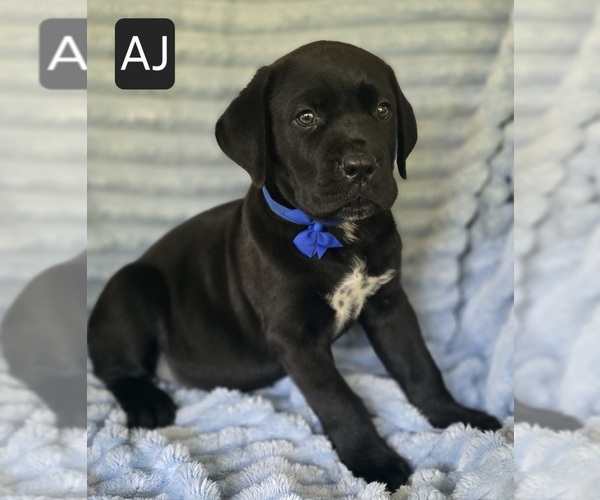 Medium Photo #5 Cane Corso Puppy For Sale in MINERAL WELLS, WV, USA