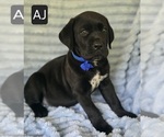Small #4 Cane Corso