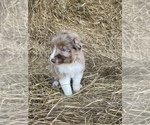 Small Australian Shepherd