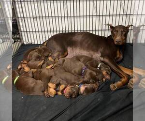 Doberman Pinscher Litter for sale in NEW MADISON, OH, USA