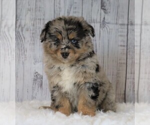 Miniature Australian Shepherd Puppy for sale in FREDERICKSBG, OH, USA