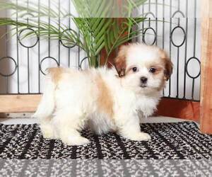Zuchon Puppy for sale in NAPLES, FL, USA